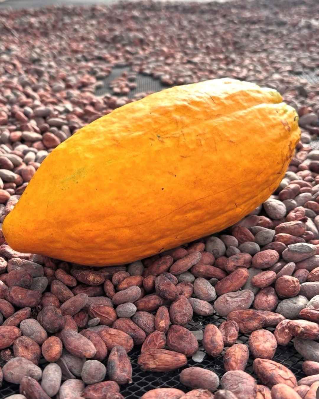 Encantos del Güejar + Experiencia del Cacao - 2D / 2N - Imagen 2
