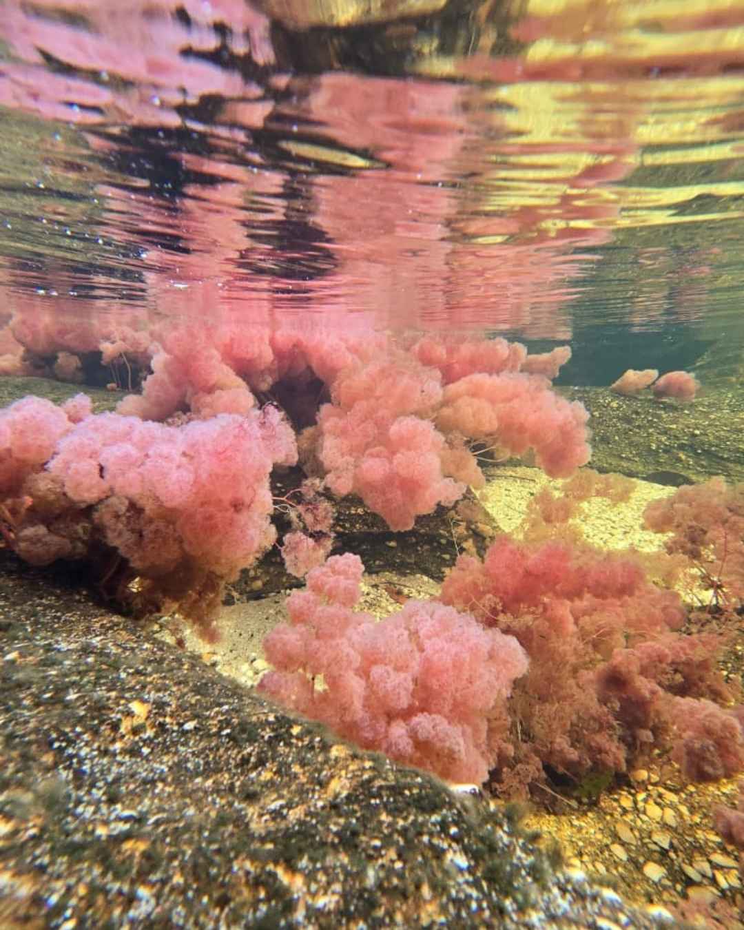 Caño Cristales – 3D / 2N En avión - Imagen 3